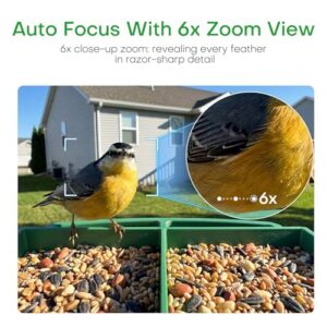 Indoor Bird Watching Camera