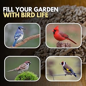 Text reads 'Feed Small Quantities FOR FRESHNESS'. Product photo shows clear bucket of bird seed with sunflower backdrop on wooden surface.